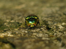 Yangshuo Bug