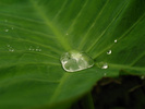 Yangshou Leaf