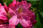 Mama Dausch’s Garden