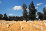 Water the grass.