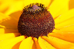Black Eyed Susan – Long Island Produce Stand