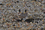 Crab Macro
