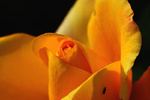 Bug – Botanical Gardens