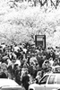 Cherry Blossom Festival
