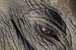 Elephant Eye