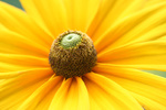 Miss Eva’s Garden