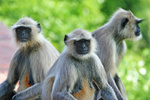 Monkey!(s)