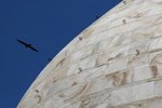 Bird and Taj