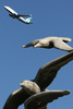 Birds and planes!