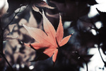 Final Colors of Fall